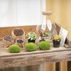 Flaschengarten-Set „Sam Calathea" – DIY-Terrarium mit Lampe und Calathea – Ansicht 5