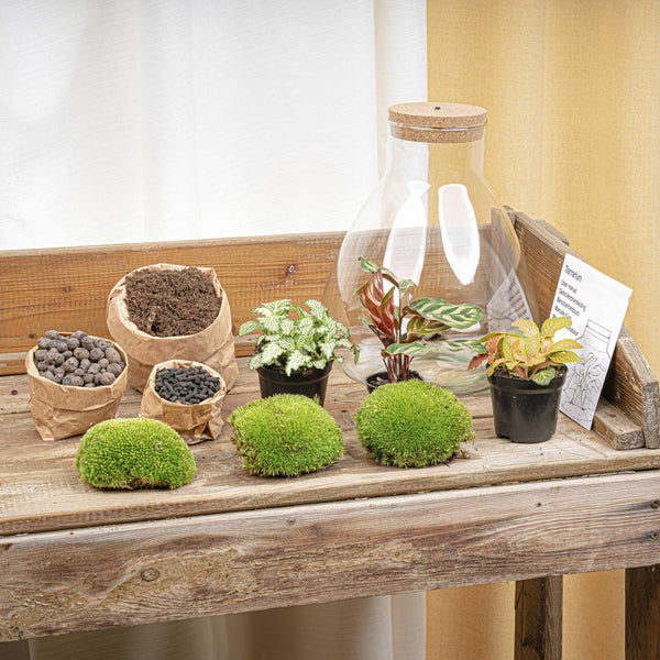 Flaschengarten-Set „Sam Calathea" – DIY-Terrarium mit Lampe und Calathea – Ansicht 5