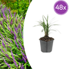 Lilientraube ‚Moneymaker' – Liriope muscari