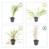 Japanisches Berggras – Hakonechloa macra – Ansicht 4