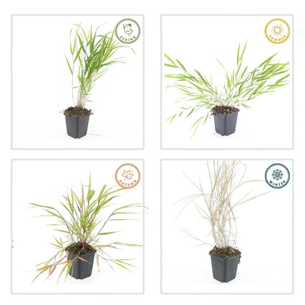 Japanisches Berggras – Hakonechloa macra – Ansicht 4