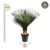 Palmlilie – Yucca rostrata – Ansicht 5