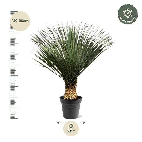 Palmlilie – Yucca rostrata – Ansicht 5