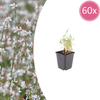 Prachtkerze – Gaura lindheimeri
