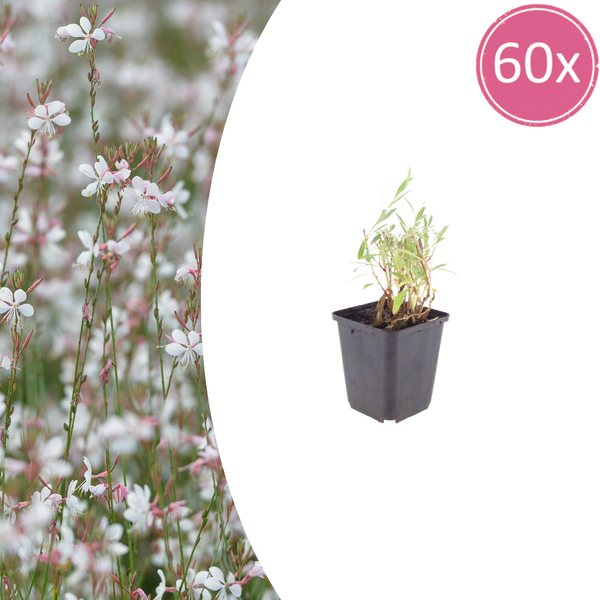 Prachtkerze – Gaura lindheimeri