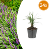 Lilientraube ‚Moneymaker' – Liriope muscari