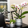Schmetterlingsorchidee ‚Gent' – Phalaenopsis – Ansicht 2