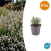 Lavendel ‚Edelweiss' – Lavandula intermedia