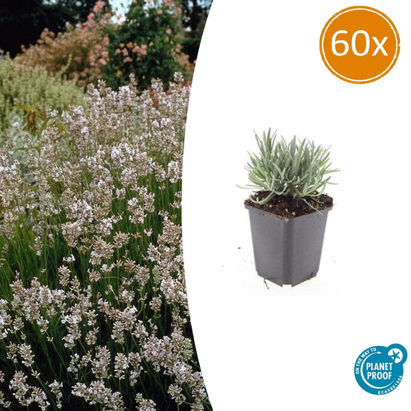 Lavendel ‚Edelweiss' – Lavandula intermedia