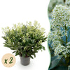 Skimmie ‚Finchy' – Skimmia japonica