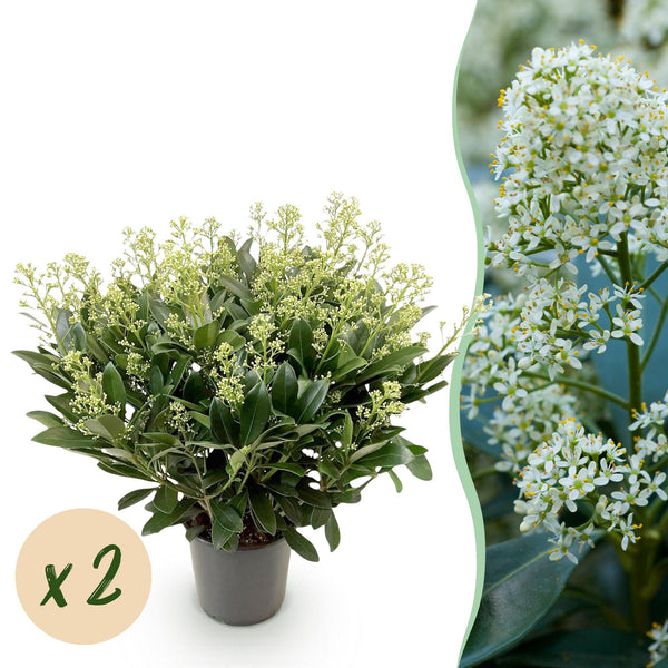 Skimmie ‚Finchy' – Skimmia japonica