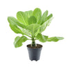 Hawaii-Palme – Brighamia insignis – Ansicht 2