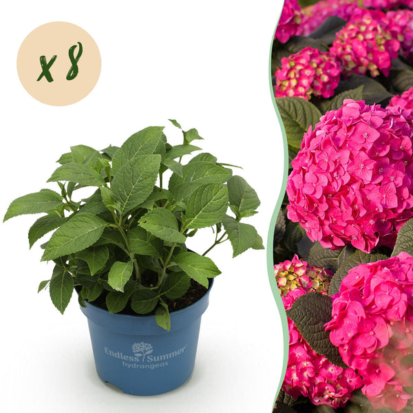 Bauernhortensie ‚Endless Summer Summer Love Red' – Hydrangea macrophylla