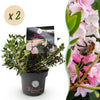 Zwerg-Rhododendron ‚Bloombux Magenta' – Rhododendron