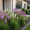 Prachtscharte Duo-Mix – Liatris spicata – Ansicht 6