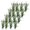 Leylandzypresse ‚2011' – Cupressocyparis leylandii – Ansicht 2