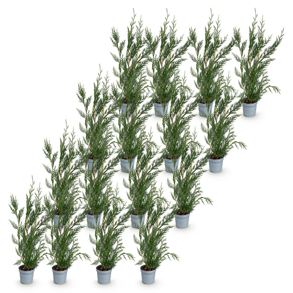 Leylandzypresse ‚2011' – Cupressocyparis leylandii – Ansicht 2