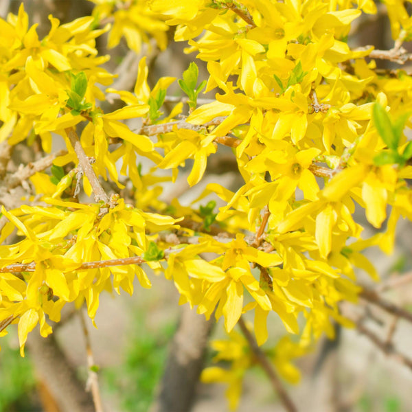 Forsythie ‚Goldrausch' – Forsythia intermedia – Ansicht 4