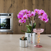 Orchidee ‚Vienna' – Phalaenopsis – Ansicht 5