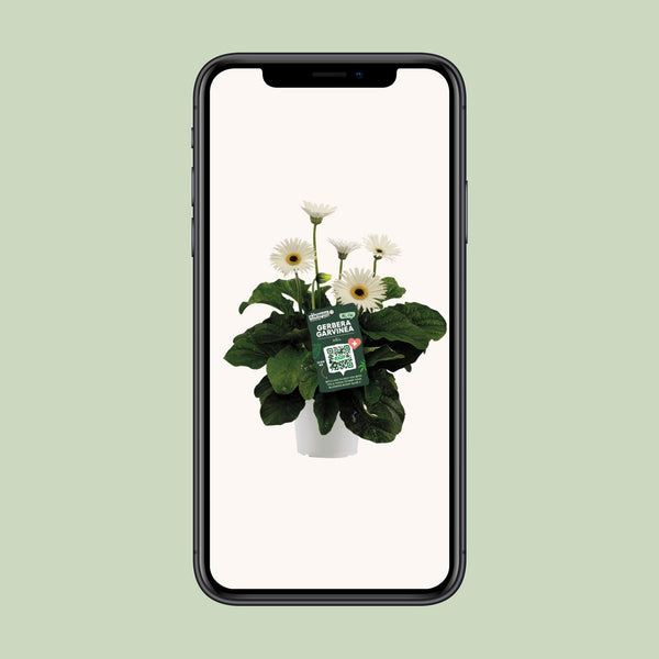 Gerbera ‚Garvinea' Weiß – Ansicht 5