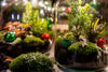 Winter-Flaschengarten-Set „Tinsel" – DIY-Terrarium mit Pflanzen