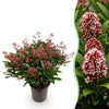 Skimmie ‚Rubella' – Skimmia japonica