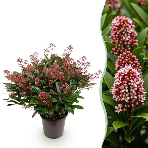 Skimmie ‚Rubella' – Skimmia japonica