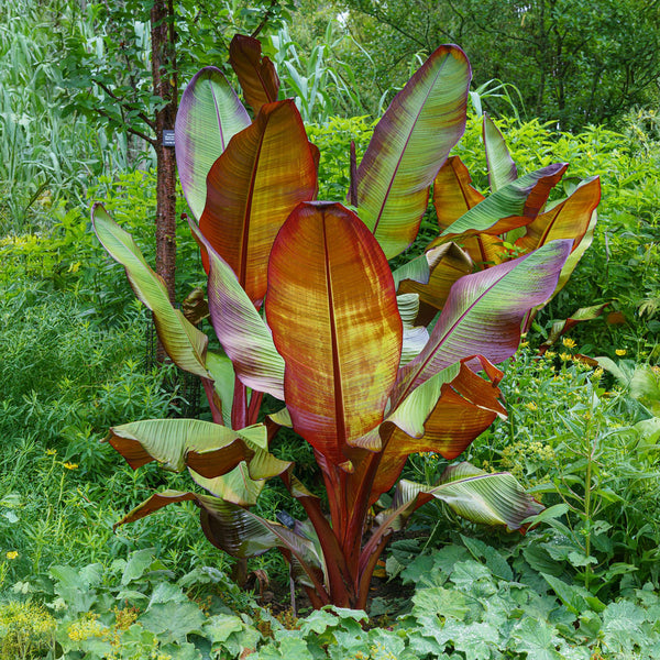 Zierbanane ‚Maurelii' – Ensete ventricosum – Ansicht 5