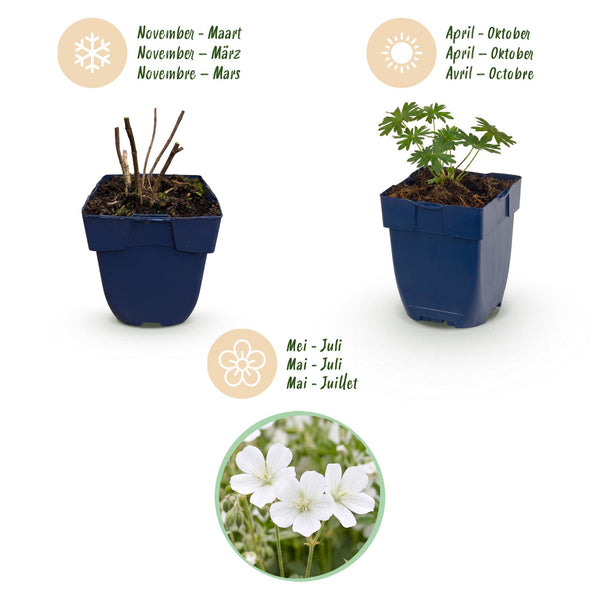 Blut-Storchschnabel ‚Album' – Geranium sanguineum – Ansicht 4