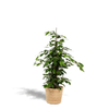 Birkenfeige ‚Danielle' – Ficus benjamina – Korb Selin