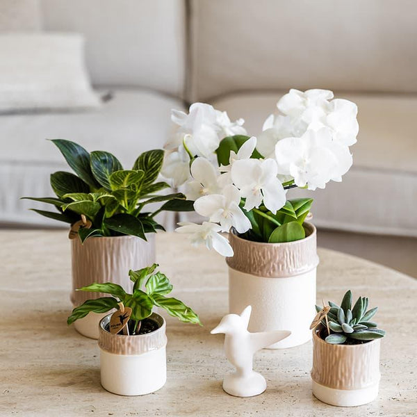Übertopf Bamboo – Ansicht 2