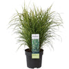 Chinaschilf ‚Strictus' – Miscanthus sinensis