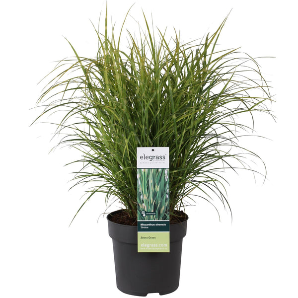 Chinaschilf ‚Strictus' – Miscanthus sinensis