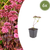 Fetthenne ‚Matrona' – Sedum – 6 Stück