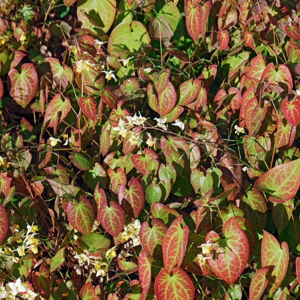 Elfenblume ‚Niveum' – Epimedium youngianum – Ansicht 7