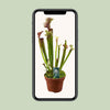 Schlauchpflanze ‚Judith Hindle' – Sarracenia – Ansicht 4