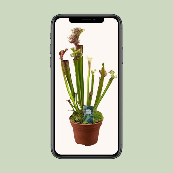 Schlauchpflanze ‚Judith Hindle' – Sarracenia – Ansicht 4