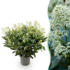Skimmie ‚Finchy' – Skimmia japonica