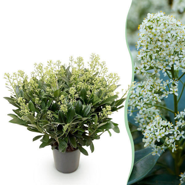 Skimmie ‚Finchy' – Skimmia japonica