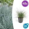 Blauschwingel ‚Elijah Blue' – Festuca glauca
