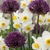 Blumenzwiebel-Set „Trockengarten" – Sommerblüher-Mischung
