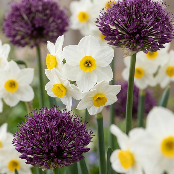 Blumenzwiebel-Set „Trockengarten" – Sommerblüher-Mischung