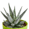 Sukkulenten-Set „Gasteria & Haworthia-Mix" – Gasterien und Haworthien – Ansicht 7
