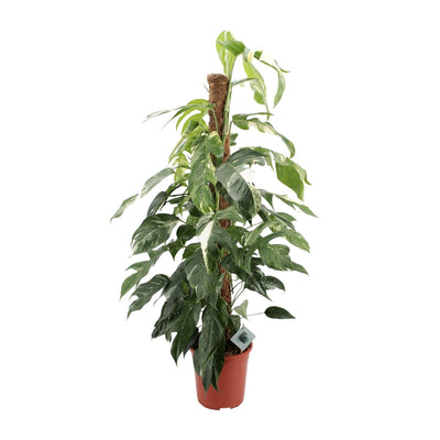 Efeutute ‚Albo Variegata' – Epipremnum pinnatum