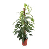 Efeutute ‚Albo Variegata' – Epipremnum pinnatum