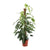 Efeutute ‚Albo Variegata' – Epipremnum pinnatum