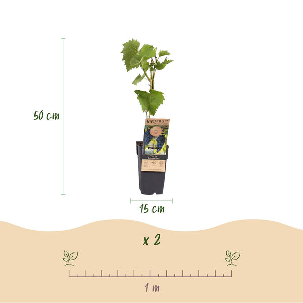 Weinrebe ‚Boskoop Glory' – Vitis vinifera – Ansicht 3
