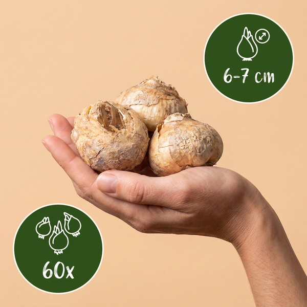 Schachbrettblume ‚Mix' – Fritillaria meleagris – Ansicht 3