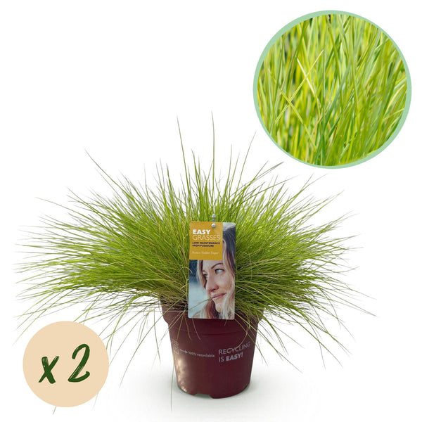 Blauschwingel ‚Golden Toupee' – Festuca glauca – 2 Stück