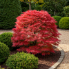 Japanischer Ahorn ‚Shaina' – Acer palmatum – Ansicht 5